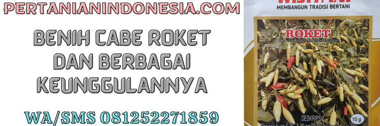benih,cabe,roket,benih cabe,pertanian indonesia